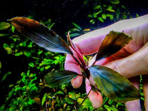 Bucephalandra sp. 'Ulysses' invitro